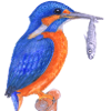 Eisvogel mit Fisch