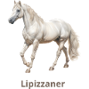 Lipizzaner