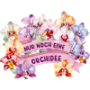 Nur noch eine orchidee