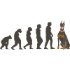 Evolution Doberman Pinscher