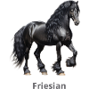 Friesian Horse