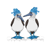 Merry Christmas Blue-footed