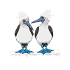 Winter Galapagos Islands Blue-footed
