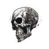 Skulls Skull Skull Skull Bones
