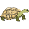 Tortoise