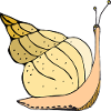 Snail
