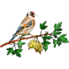 Oiseau