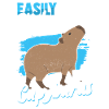 Capybara Capybara Capybaras Pet