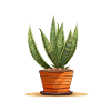Sansevieria plant houseplant