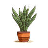 Sansevieria plant houseplant