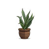 Sansevieria plant houseplant