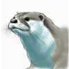 Cute otter (drawing)