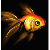 Goldfish