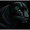 Schwarzer Panther