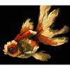 Poisson rouge