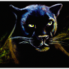 Panthère noire