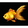 Poisson rouge