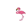 Funny flamingo
