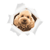 Poodle peeking through hole