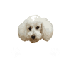 Poodles are people too