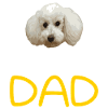 Poodle Papa - poodle dad