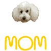Caniche Mama - maman caniche