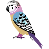 Budgie Bird Cockatiel Bird Owner