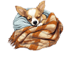 Sleeping Chihuahua Dog Dog Friend