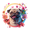 Mops Hund Hunderasse