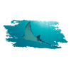 Tauchen Rochen Diving