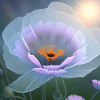Mohnblume im Sonnenlicht