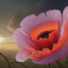 Mohnblume im Abendlicht