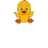 Funny duck Cute ducks