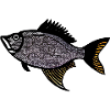 Red Drummer Fish (sébaste)