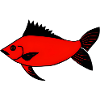 Expressionist Red Drummer Fish (Redfish)