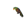 Parrots Mom