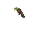 Parrots Daddy