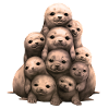 Seals Seals