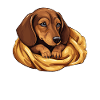 Sleeping Dachshund Dog Dachshund