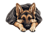 Sleeping German Shepherd Dog
