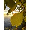 Golden leaves in the lake landscape