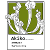 Sarracenia Akiko