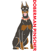 Doberman Pinscher Us Flag