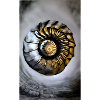 Nautile