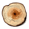 Coupe transversale d'arbre n°3