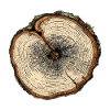 Coupe transversale d' arbre n°2