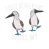 Blaufußtölpel Blue-footed Booby Seevogel