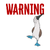 Blaufußtölpel Blue-footed Booby Seevogel