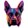 Berger Belge Malinois