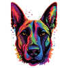 Berger Belge Malinois